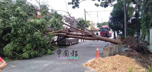 住宅区大树疑不堪风雨吹袭倒下，横躺大路，车辆无法通行。