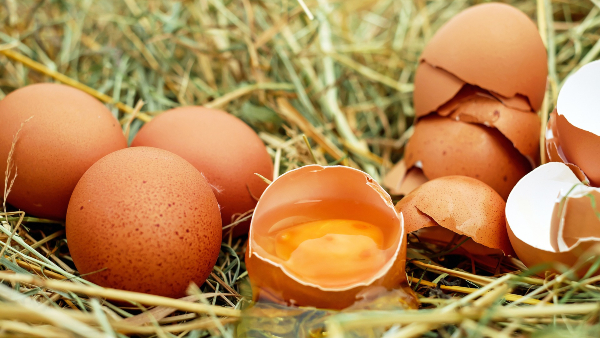 鸡蛋的颜色不重要，挑选新鲜好蛋才最重要。