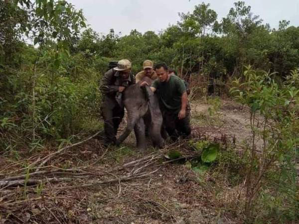 今年7月14日，当局在哥打丁宜7英里马威路拯救一只小象。（档案照）