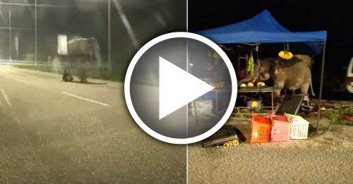 野象横冲直撞 捣毁路边水果摊