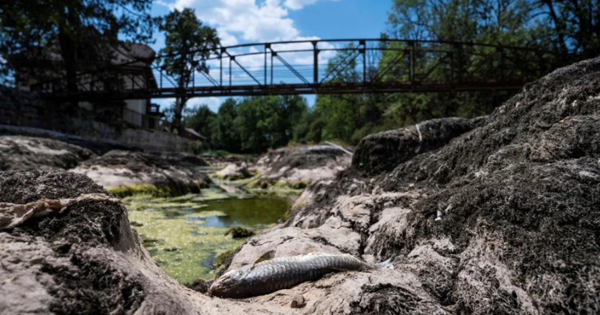 法国东部一条河流干涸，鱼因缺水而死去。