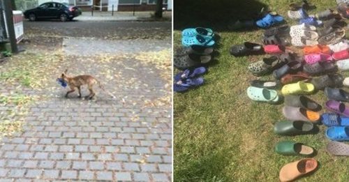 狐狸疯狂偷鞋  犯罪现场破获逾100双鞋子