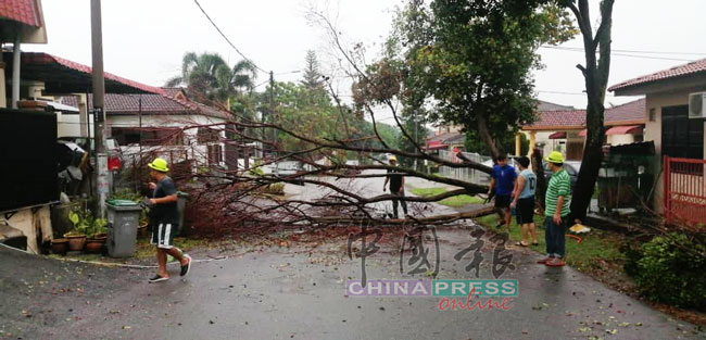 在狂风暴雨中经常发生树倒事件，引发安全隐忧。
