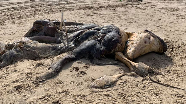 英国物利浦沙滩上出现一具不明生物遗骸。