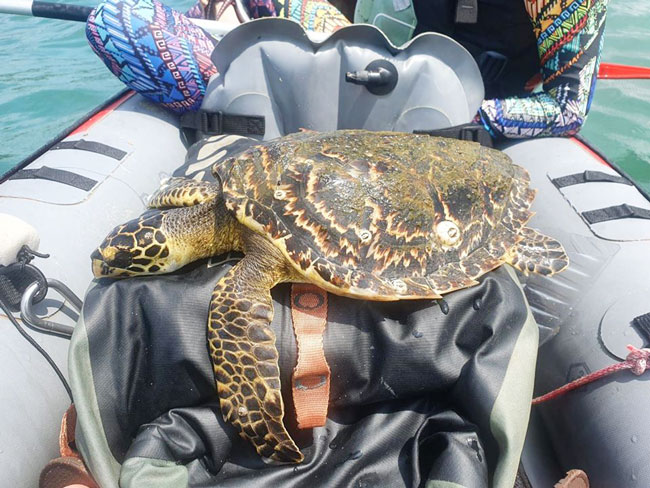三天前，另一名独木舟爱好者在海上救起一只海龟，当时以为已经「翻肚」的海龟已经死了，没想到海龟还活着，救上岸后交给公园局送到保育中心。（取自面子书）