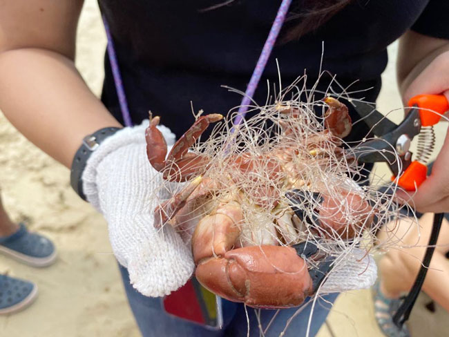 螃蟹被渔网缠绕，晖先生网上召集人手帮忙，11人花了一小时半才帮30只螃蟹解开渔网。（受访者提供）