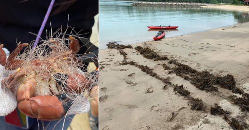 被廢棄漁網纏繞 11網友熱心救30毒蟹