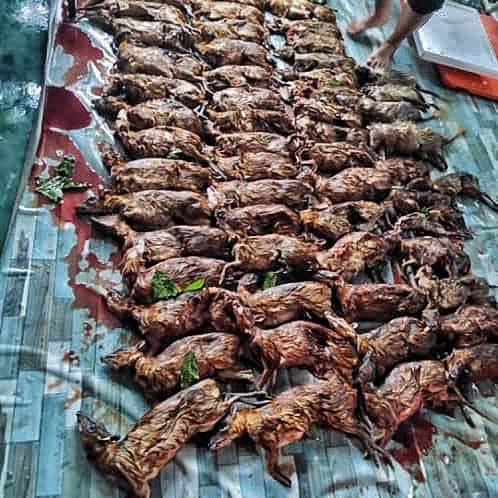 柔州发现大规模非法捕猎活动，国宝灵鹿遭盗猎者杀害后，尸体被排列在地上，画面极为残忍。