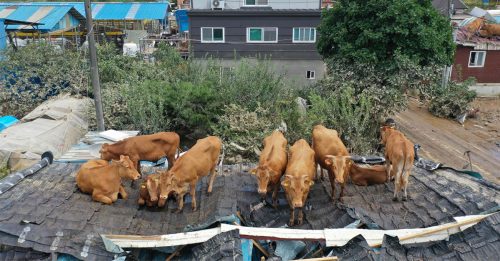 黄牛被洪水冲上屋顶 该怎么爬下地面？