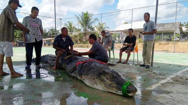 62岁村民阿德密处理这条大鳄鱼。