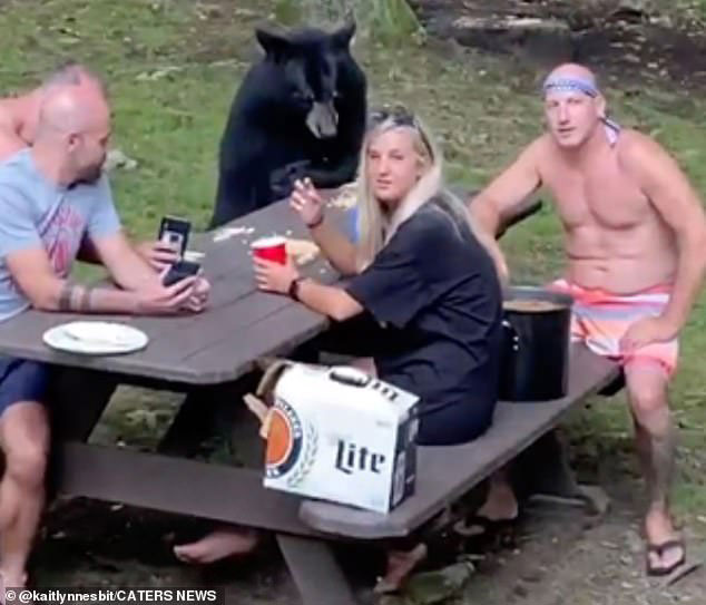 黑熊不请自来，野餐客保持镇定。