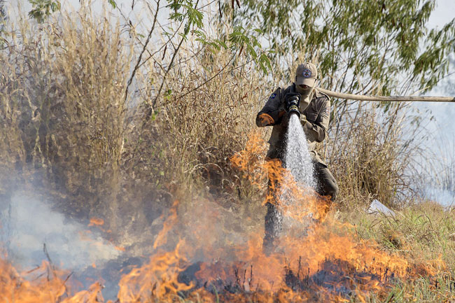 消防员周五努力扑灭库亚巴附近的林火。（欧新社）