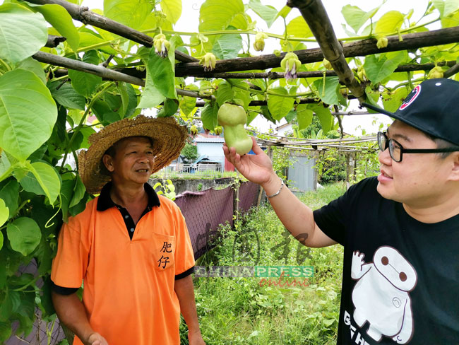 刘振昌（左起）向茵碧再也乡管会财政罗业林讲解，奇特百香果果实。