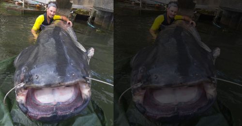 男子捞到大鲶鱼 长2.43公尺重90公斤