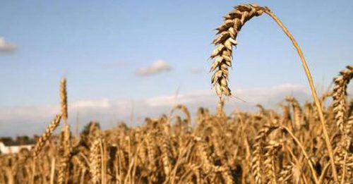 ◤中国大省粮◢ 播种面积增加 今年早稻增产百万吨　