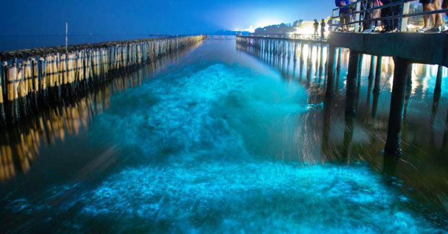 哥斯達黎加蓬塔雷納斯碼頭的生物發光現象，讓海水呈現出流光溢彩的狀態。