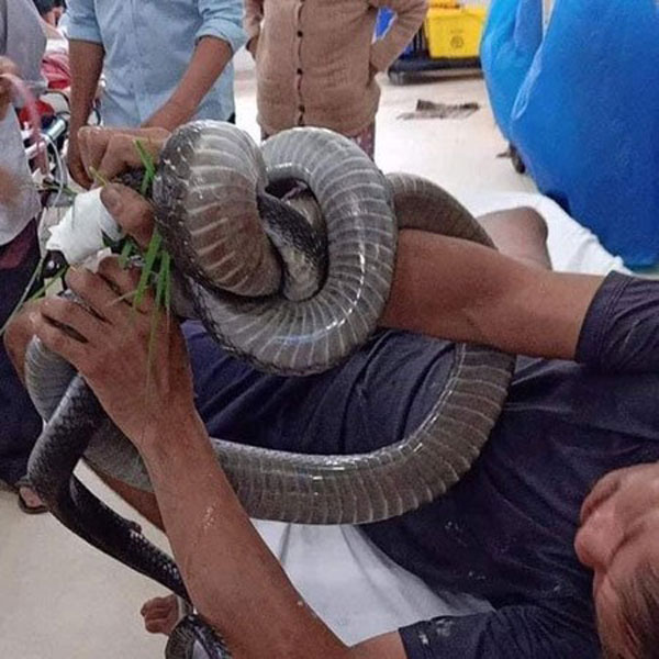潘文泰19日被送往医院时，手上仍缠有眼镜王蛇。