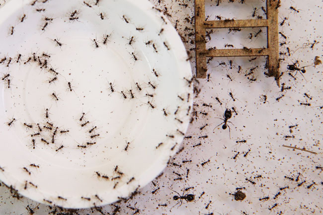 叶汉表示，希望未来能够有更多人对蚂蚁改观，学会欣赏蚂蚁。