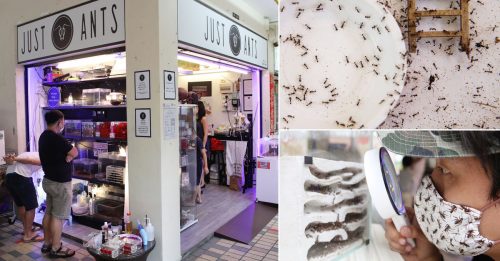 新加坡Antman 蚂蚁宠物店创商机