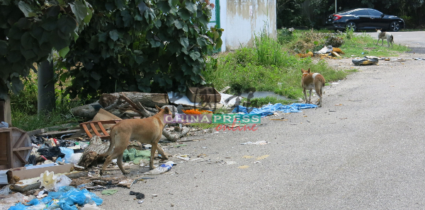 野狗到垃圾处觅食，使到垃圾遍布范围更广。