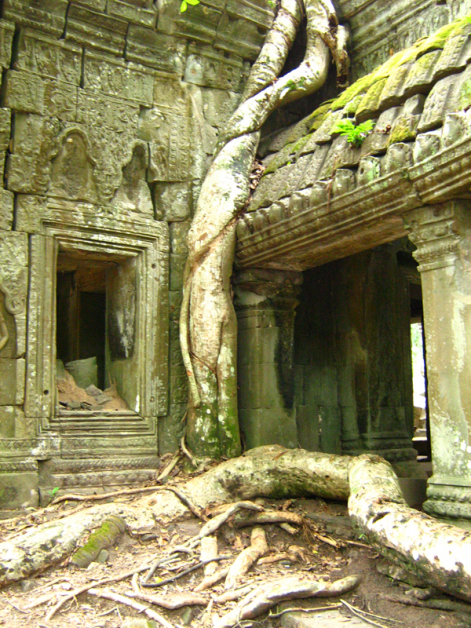 木棉树在柬埔寨也被称为“蛇树”，主脉根茬粗壮如巨蟒，像似在寺庙内爬行，成了塔布笼寺游客必打卡的地点。