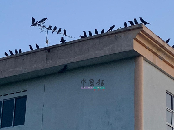 许多乌鸦聚集在店面的屋顶上，发出噪音。
