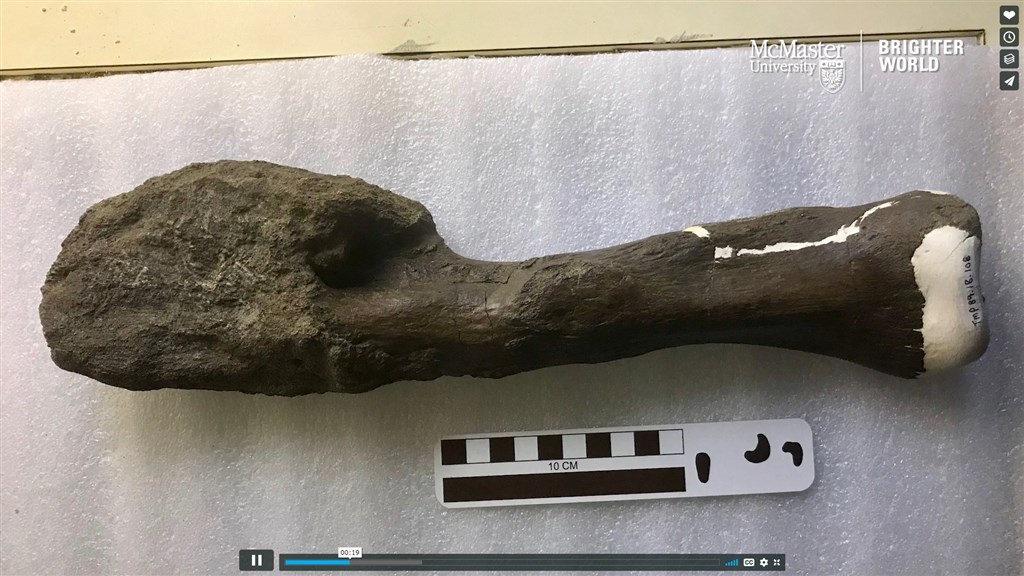 这根严重畸形的腿骨，最新检测发现畸形部分其实是骨肉瘤，成为恐龙罹患恶性癌症的已知首例。