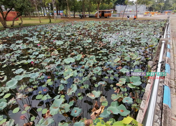 敦法蒂公园内的小莲花池，亦可作为打卡地点。