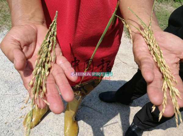 稻农展示稻穗，左边缺水的稻穗，比右边的稻穗显得枯萎。