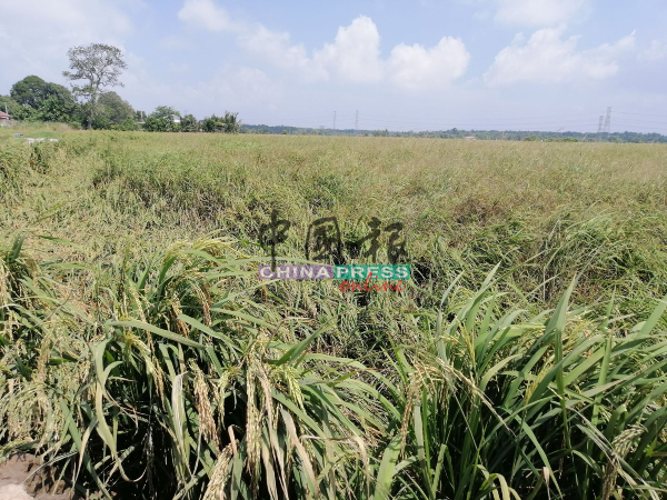 今年的旱季比较严重，多时没有下雨，影响了甘榜槟榔的稻田成长。