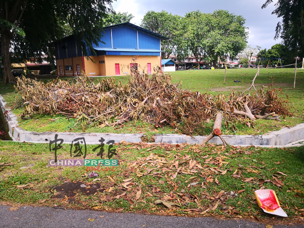 被暴风雨吹倒的树木，至今还丢在草场没有清理，有损市容。