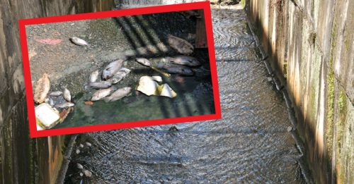 【今日森美兰头条】鱼群集体死亡  沉香河受污染