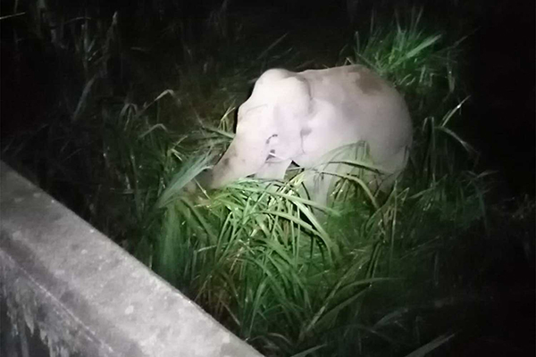 宋沙克的遗体在这头大象附近被发现。