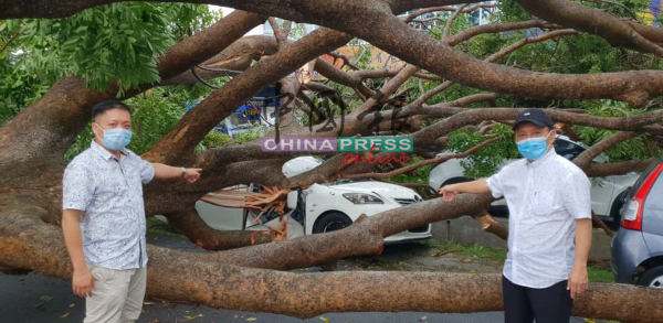 李传财（右）及曾添兴指着属于刘明威的丰田威驰轿车，已被大树压损。