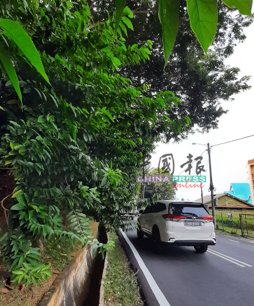 枝叶阻碍公路使用者前方视线。