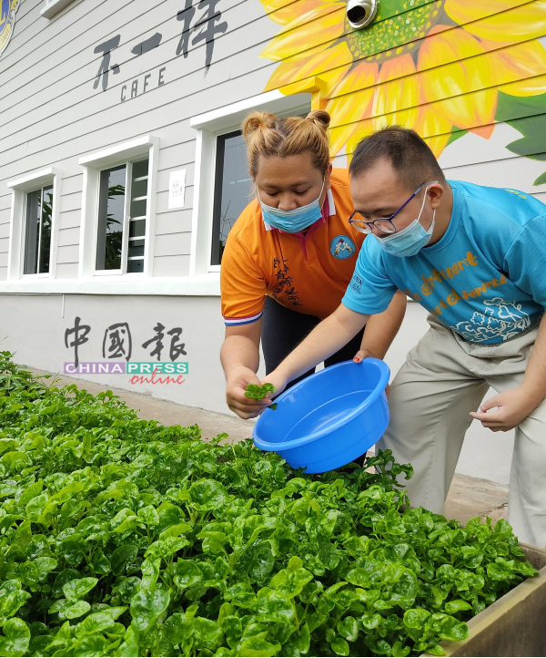 迪莫地（左）指导一名学员收割蔬菜。