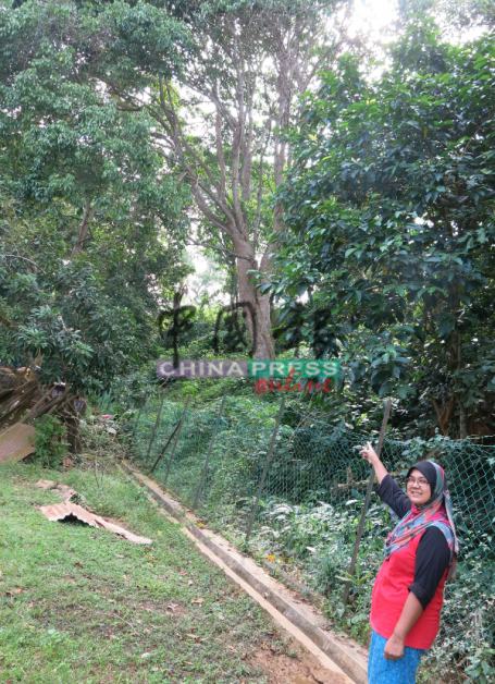诺丽占担心山坡一棵大树不堪沟水冲蚀倒下，危及家人安全。