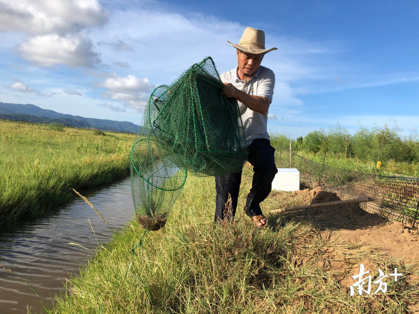 陈日胜团队探索实施“海水稻”与鱼虾蟹共养模式，提升经济效益。