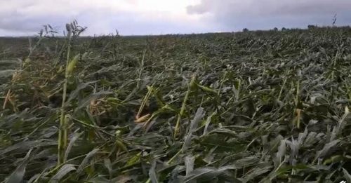 吉林玉米遭颱风  专家：基本没救了