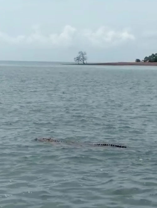 有民众在波德申阿浪岛附近海域发现一条长约8尺鳄鱼在海中畅游。