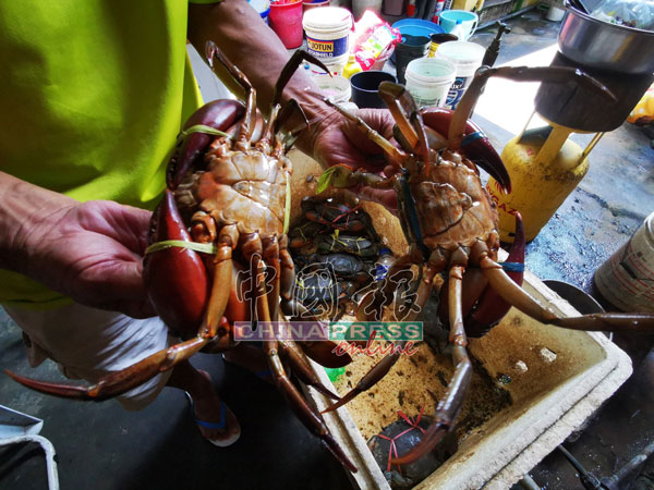 腹部三角形状的是公蟹（左），右边腹部半尖不圆形状的是双性蟹，两者都能用来烹煮螃蟹水。