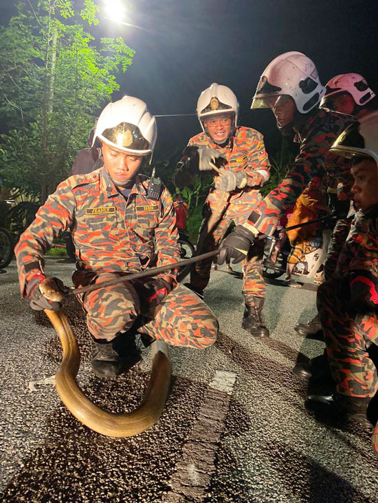 消拯员以擒蛇工具套住眼镜王蛇的头部。