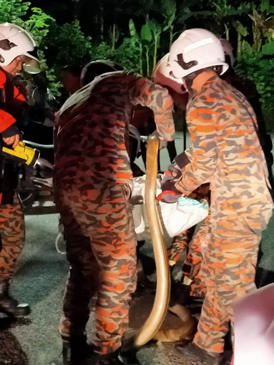 眼镜王蛇被装入袋，移送予野生动物保护局。