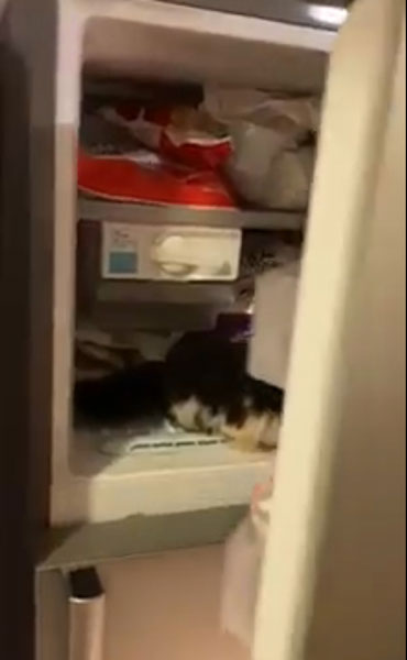 小猫被放进冰箱的冷冻格中，蜷缩在一侧，男子随后将冰箱门关上。这些视频被上载到社交媒体后，网民谴责男子恶行。（取自网络）