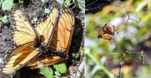 3只蝴蝶进行“多虫运动” 最终沦为蜘蛛盘中餐