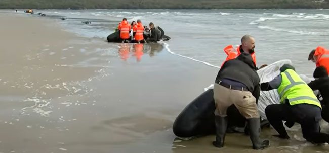 救援队正极力抢救搁浅鲸鱼。