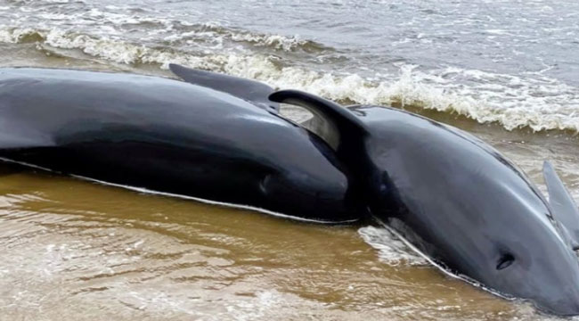 有三分之一的搁浅鲸鱼死亡。