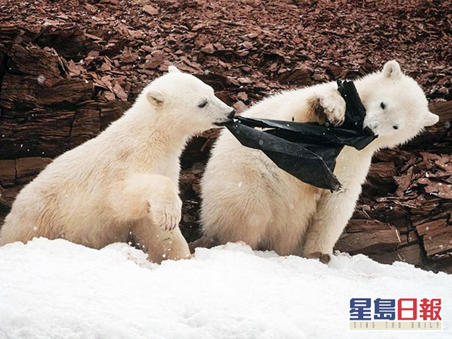 北极探险家目睹两只小北极熊争食垃圾塑料袋。