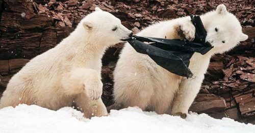 小北极熊争食垃圾袋惹心酸 探险队吁想清楚再丢