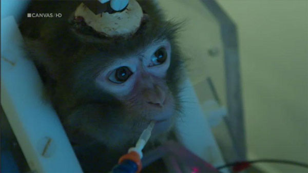 实验猴子每天只能喝水。